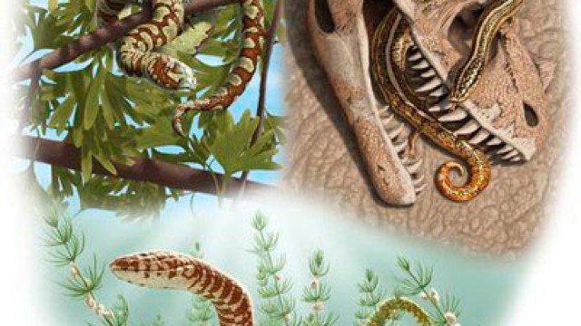 Remarkable fossils push back snake origins by 65 million years | The ...