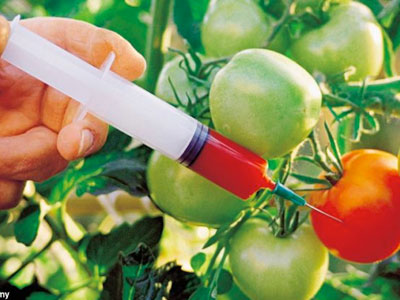 GMO