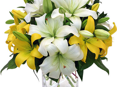 white-and-yellow-lilies