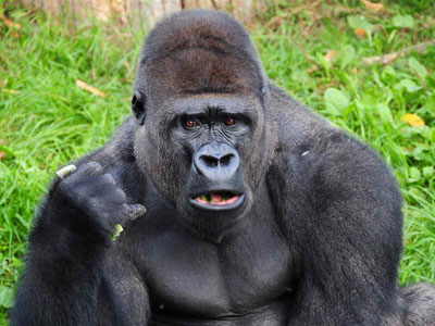 Gorrilla
