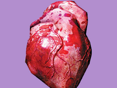 Heart