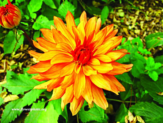 Orange dahlia for good taste, pomp, dignity. Copy