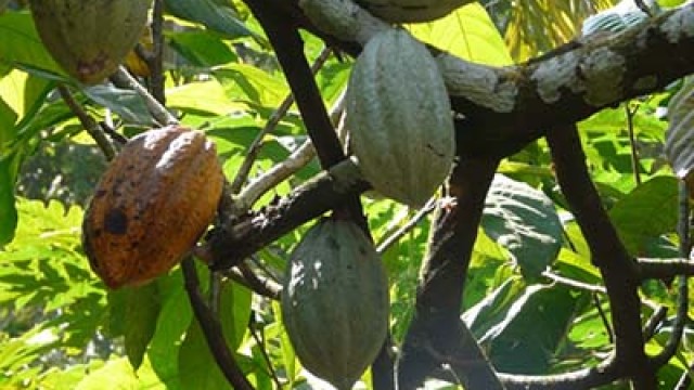 cocoa1