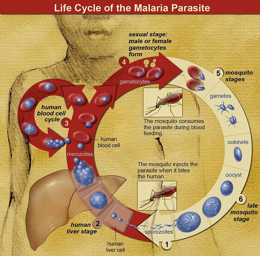 "Life Cycle of the Malaria Parasite" by National Institutes of Health (NIH) - National Institutes of Health (NIH). Licensed under Public Domain via Wikimedia Commons.