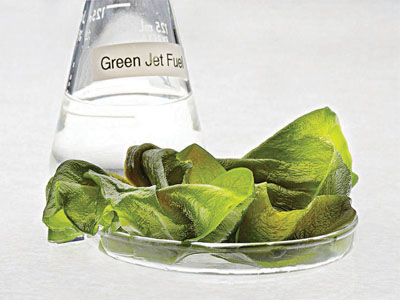 Algae