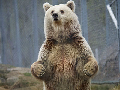 Bear