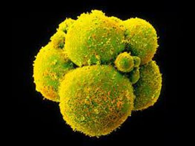 Embryos