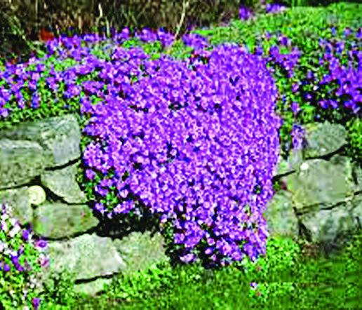Flowery groundcover spilling over rockery wall Copy