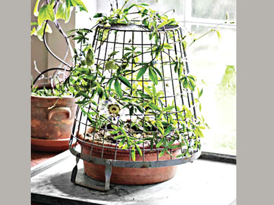 Less is more passion flower