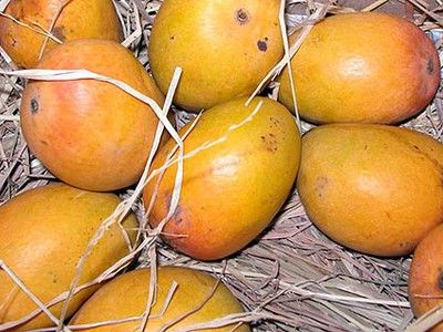 Mango