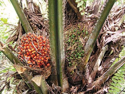 Palm-fruit
