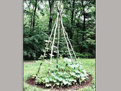 Teepee trellis