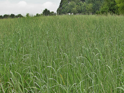 switchgrass1