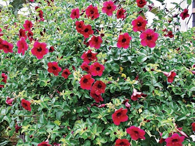 Allamanda black cherry jubilee (Brazilian red)