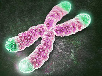 Telomere biomarker