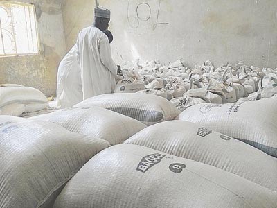 Wheat-Kebbi—Copy