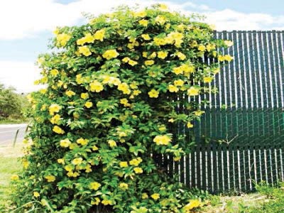 Allamanda cathartica vine cascading down side of gate for a cheerful welcome.