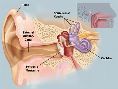 ear
