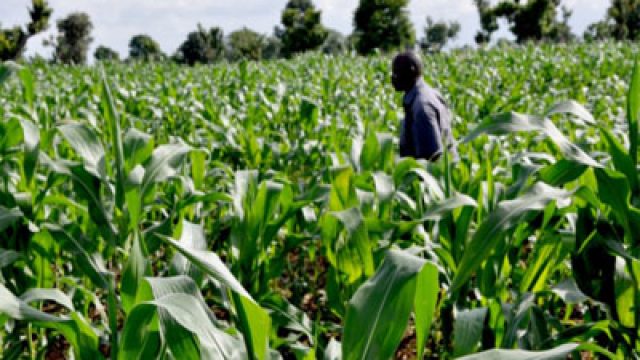 agriculture
