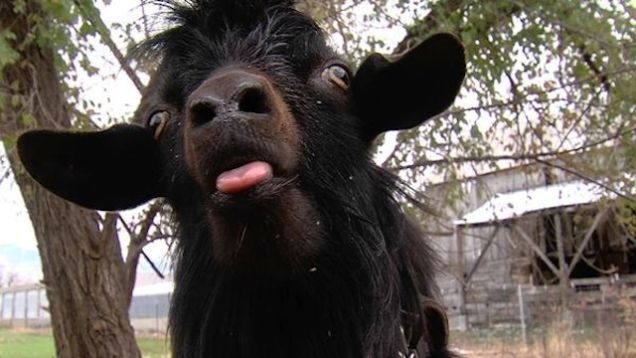 Black goat