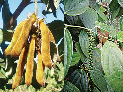 Cancer plants