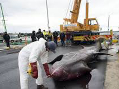 Fishermen off Australia who accidentally caught a whopping basking shark have provided scientists with a rare opportunity to study the second-biggest fish on the planet.