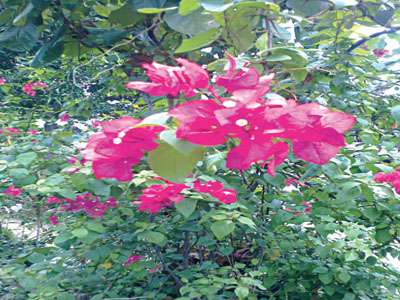 Flower1