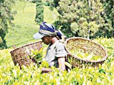 KENYAN-TEA—Copy