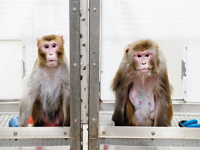 Monkey