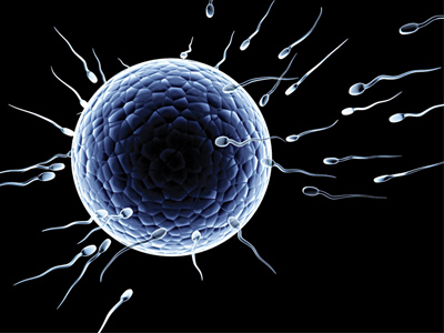 Sperm race... fewer millions of sperm cells nowadays race towards a single egg or ovum for fertilisation...up to a fifth of young men find themselves with a low sperm count, which is defined as having fewer than 15 million sperm per millilitre of semen...and one in six couples now has difficulty conceiving, with a low sperm count or poor sperm quality the cause in about 20 per cent of cases. 