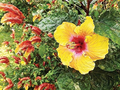 7.-Yellow-hibiscus–shows-prominence-in-border–amidst-companion–shrimp–plants-(Justicia-brandegeeana)-Copy