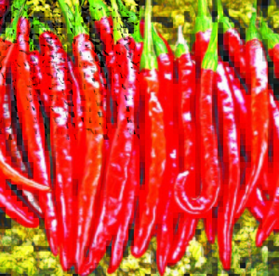 Cayenne Copy
