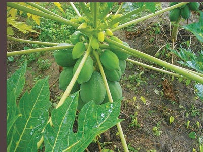 DWARF-PAW-PAW-1-Copy
