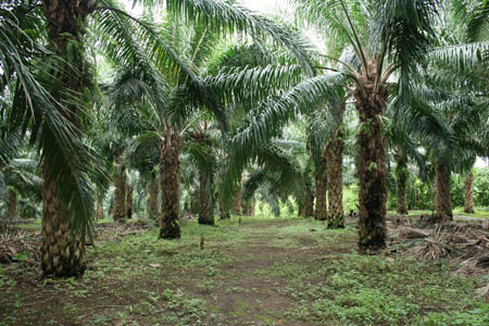 Oil Plantation