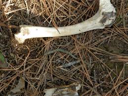 bone