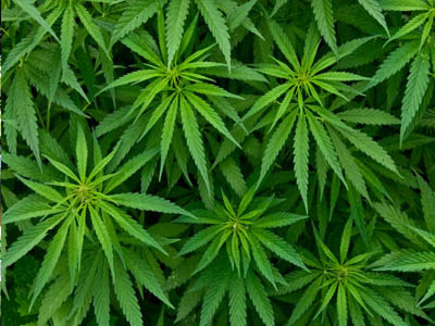 cannabis