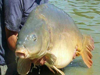 carp-stock