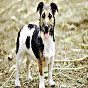 petlife-Copy