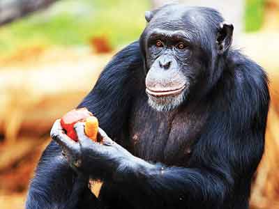 Chimpanzee