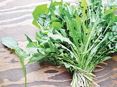 Dandelion-greens-from-field-to-plate-Copy