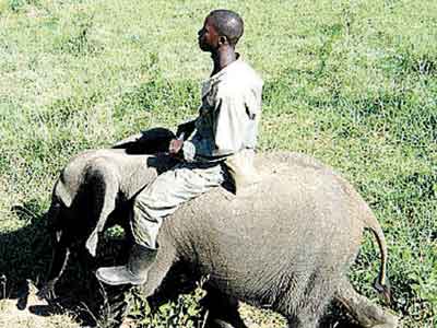 Elephant–23-8-15-Copy