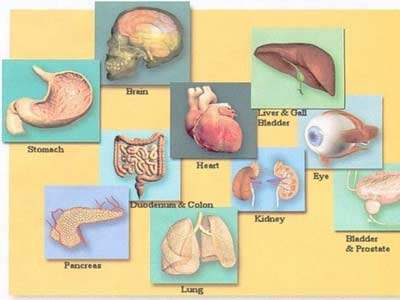 I10-35-organs