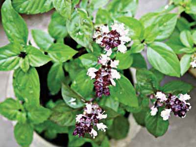 Thai-sweet-basil-(Horopa)–flowering-with-green-purple–leaves-Copy