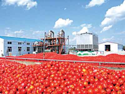 Tomato-plant-kk-Copy