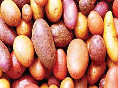 colorful-potatoes-660×330-Copy