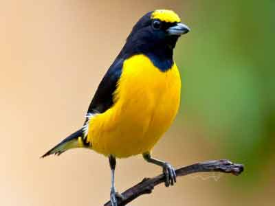 BIRDS