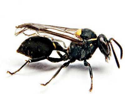 Brazilian-social-wasp-1-Copy