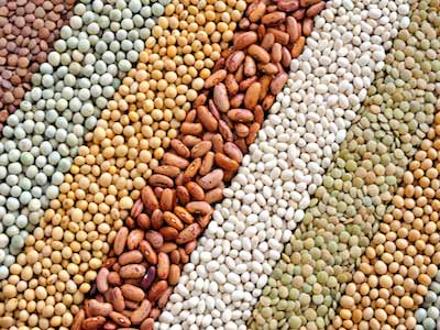 Grains, beans