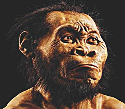 Homo