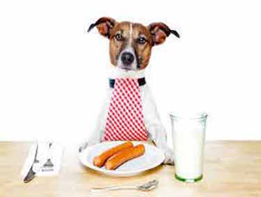 Petlife1-12-9-15-Copy